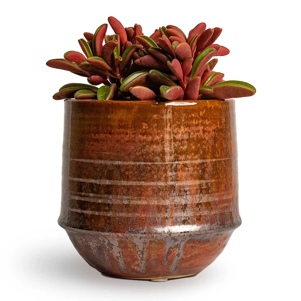 Peperomia Graveolens - Ruby Glow Radiator Plant
