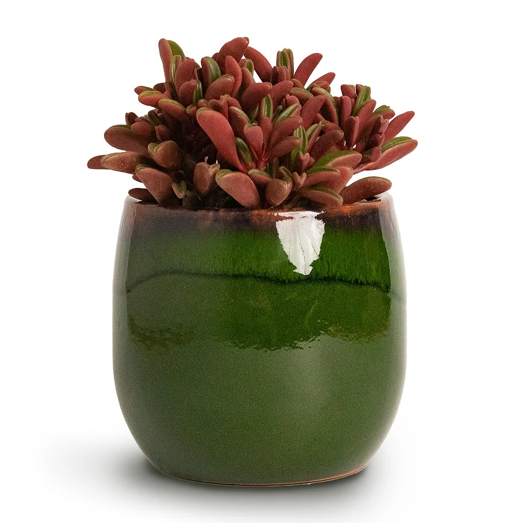 Peperomia Graveolens - Ruby Glow Radiator Plant - Image 5