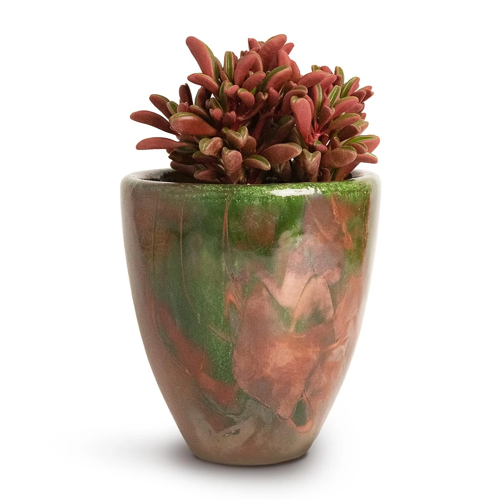 Peperomia Graveolens - Ruby Glow Radiator Plant - Image 8