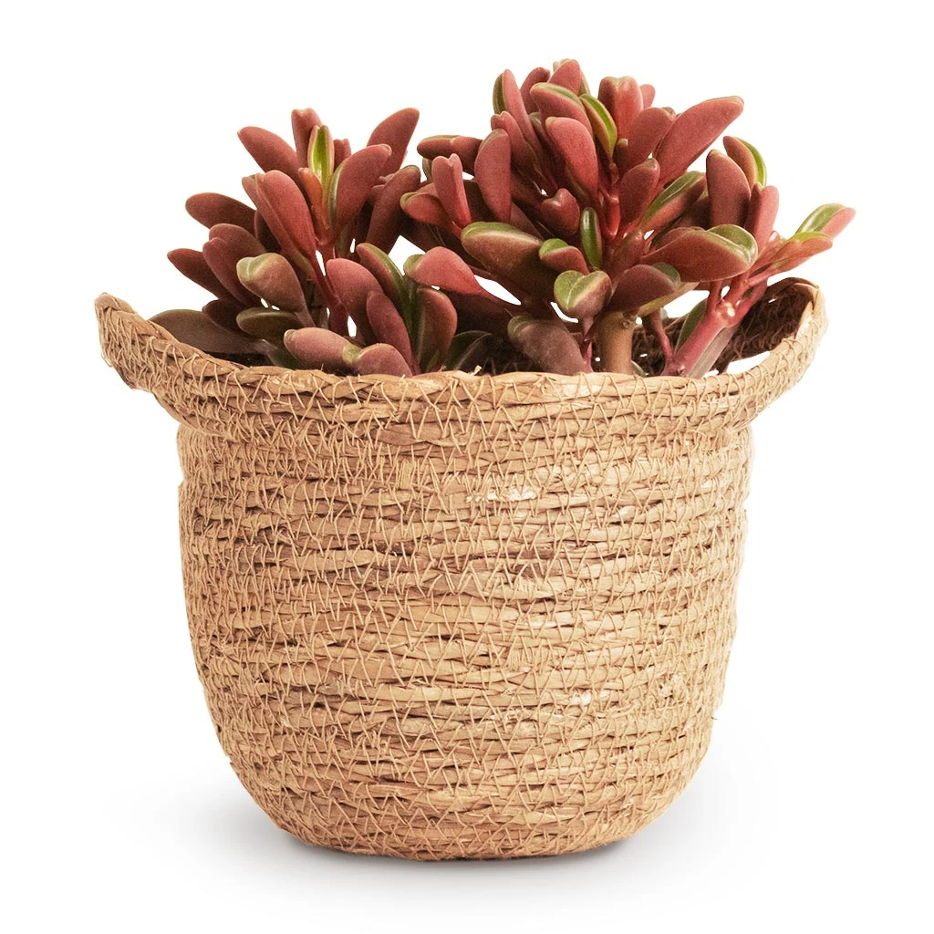 Peperomia Graveolens - Ruby Glow Radiator Plant - Image 6