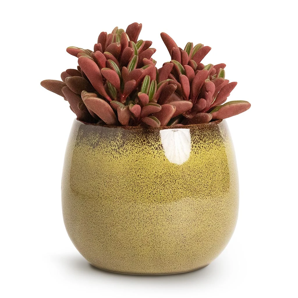 Peperomia Graveolens - Ruby Glow Radiator Plant - Image 9