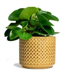 Peperomia Obtusifolia Green - Baby Rubber Plant