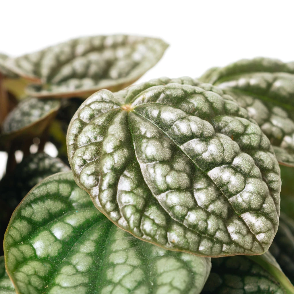 Peperomia Caperata Burbella - Image 3