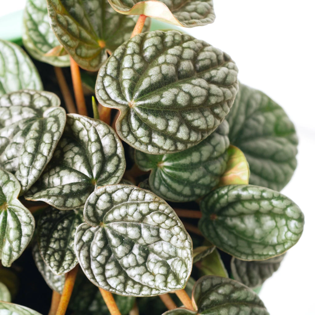 Peperomia Caperata Burbella - Image 2