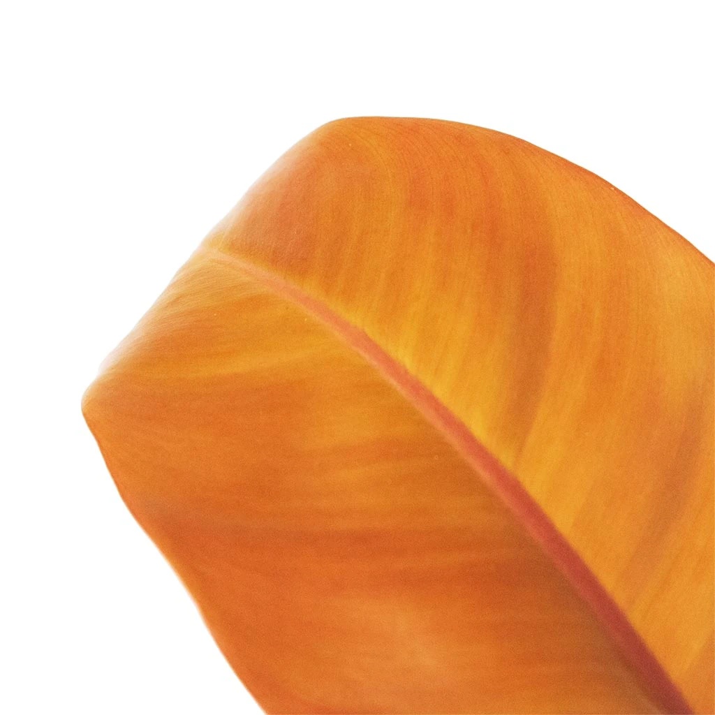 Philodendron Prince Of Orange - Image 11