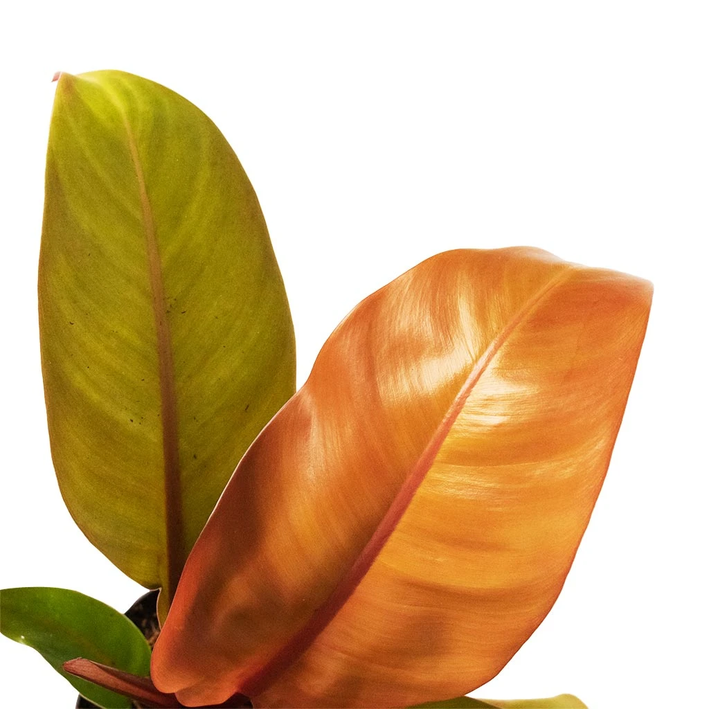 Philodendron Prince Of Orange - Image 2