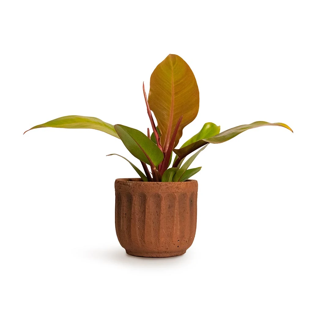 Philodendron Prince Of Orange - Image 7