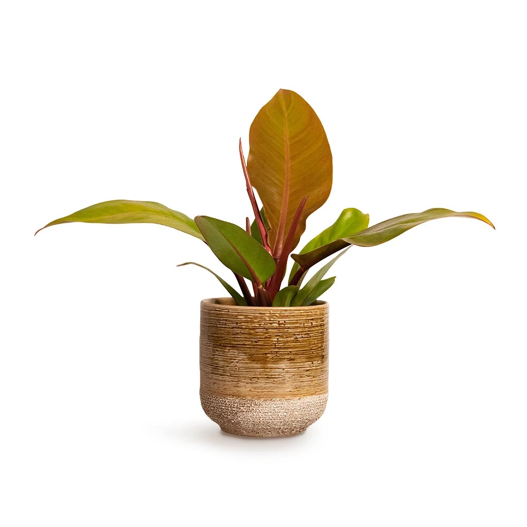 Philodendron Prince Of Orange - Image 4