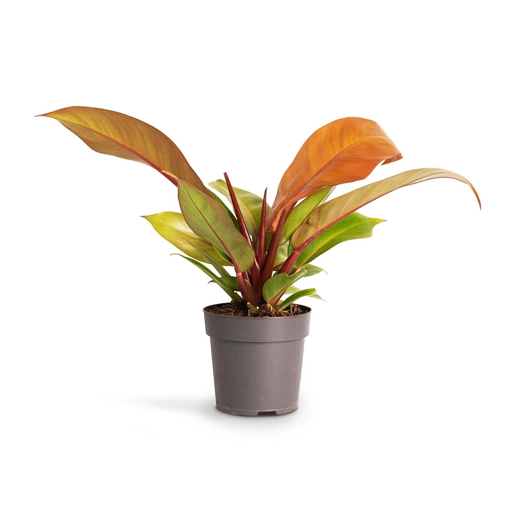 Philodendron Prince Of Orange - Image 3