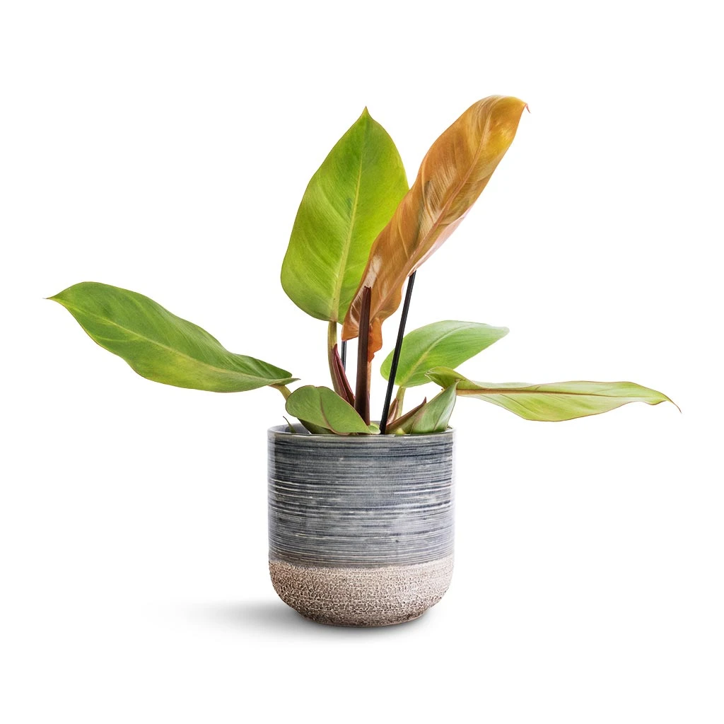 Philodendron Prince Of Orange - Image 15