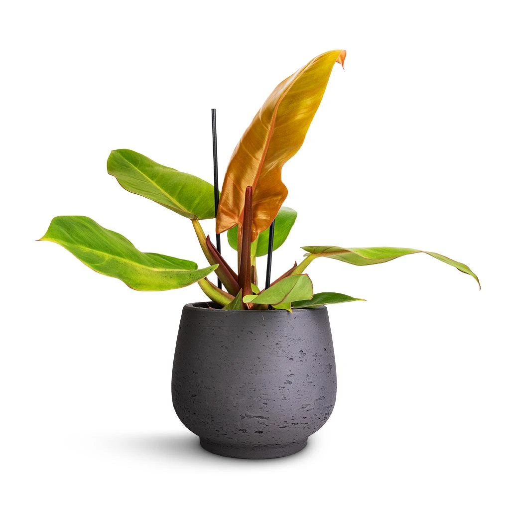 Philodendron Prince Of Orange - Image 6