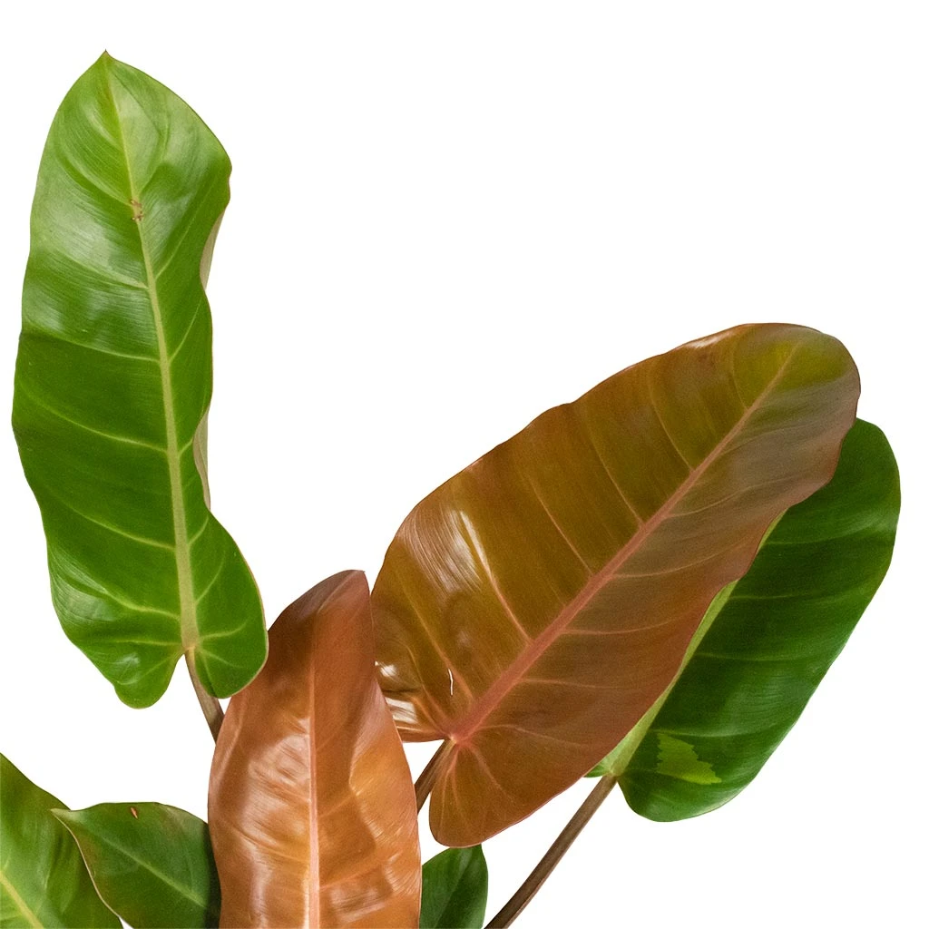 Philodendron Prince Of Orange - Image 13