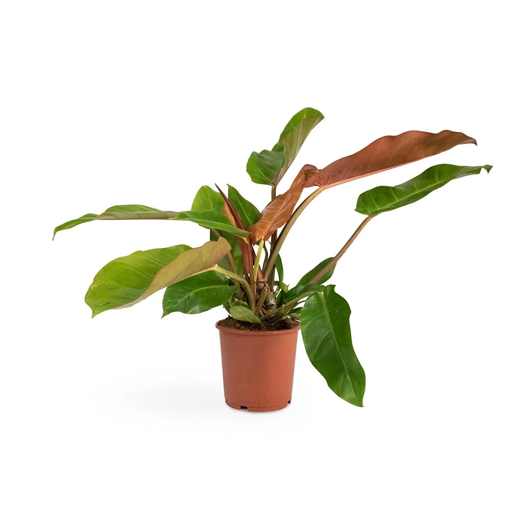 Philodendron Prince Of Orange - Image 9
