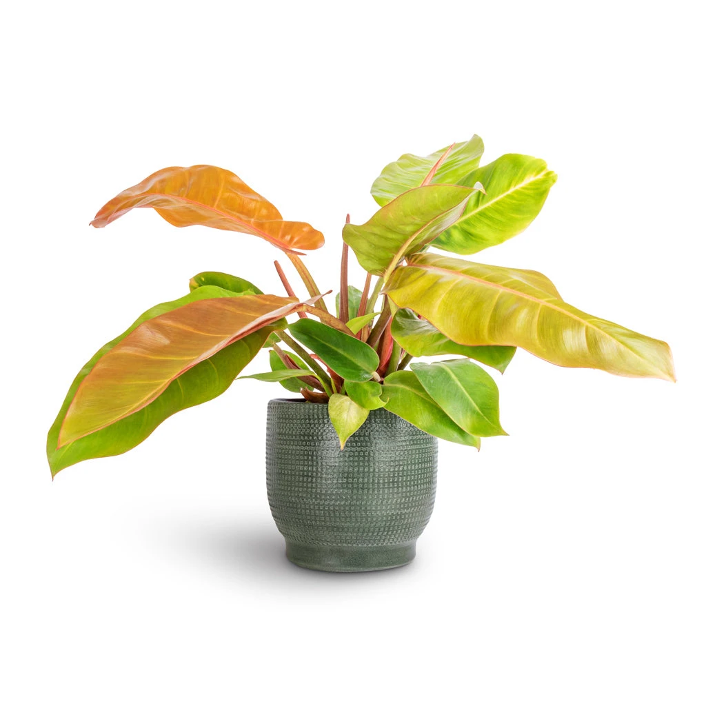 Philodendron Prince Of Orange - Image 10