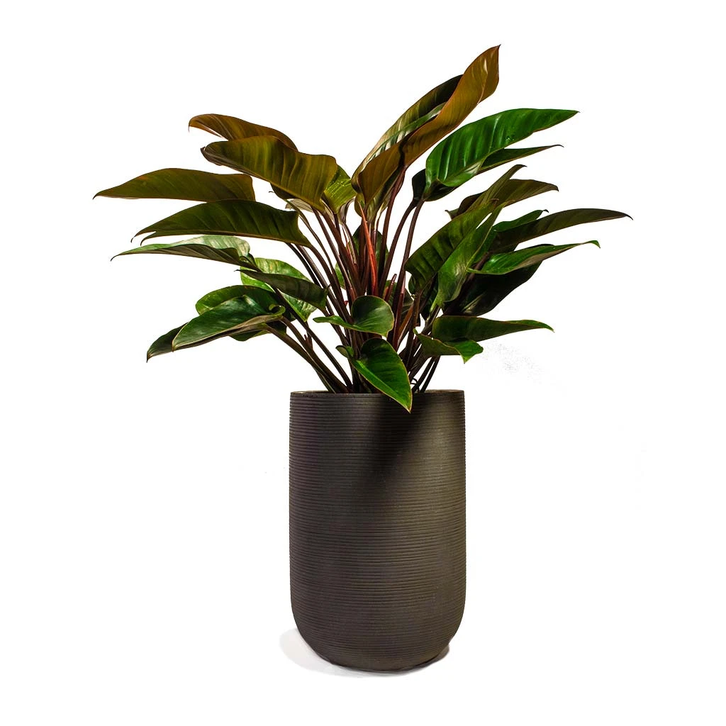 Philodendron Red Beauty - Image 10