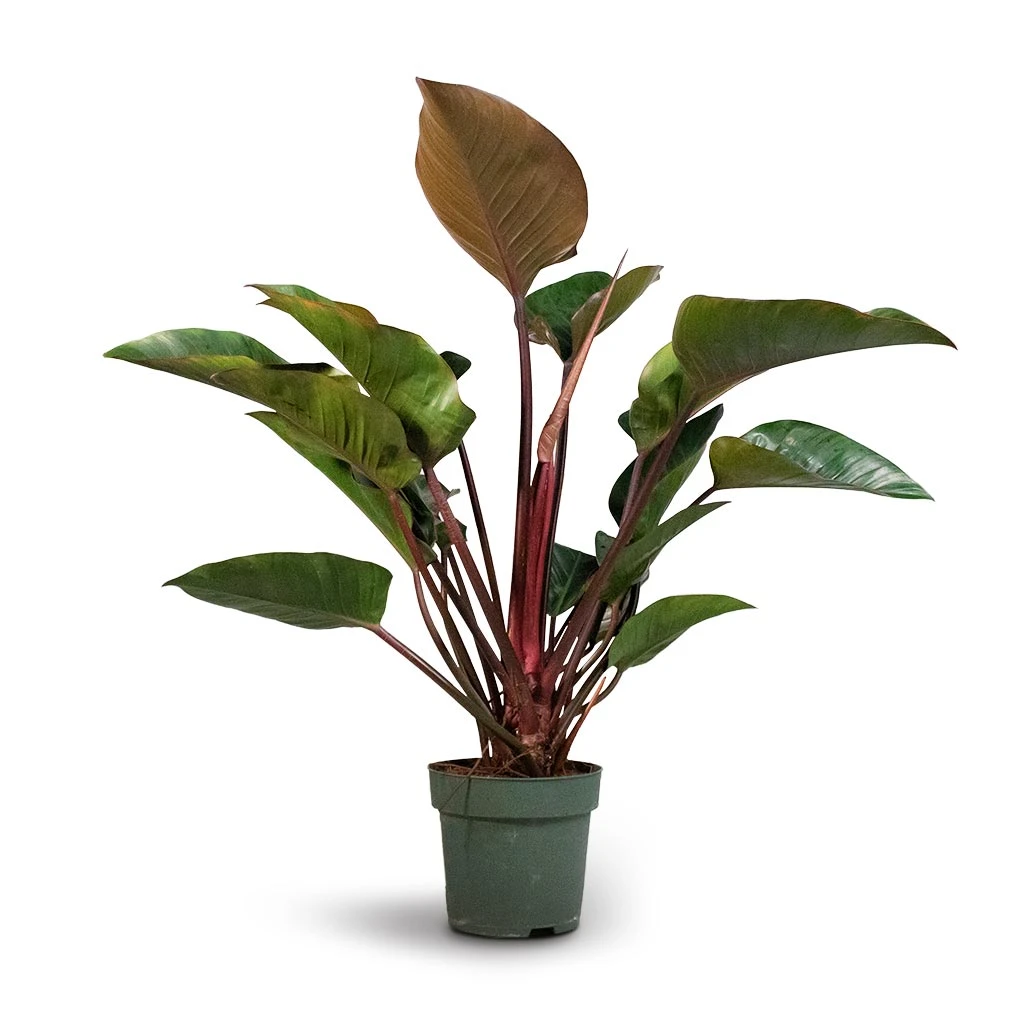 Philodendron Red Beauty - Image 3