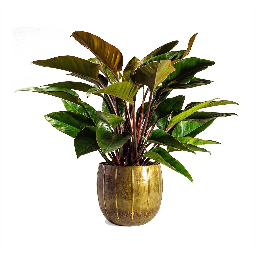 Philodendron Red Beauty - Image 7