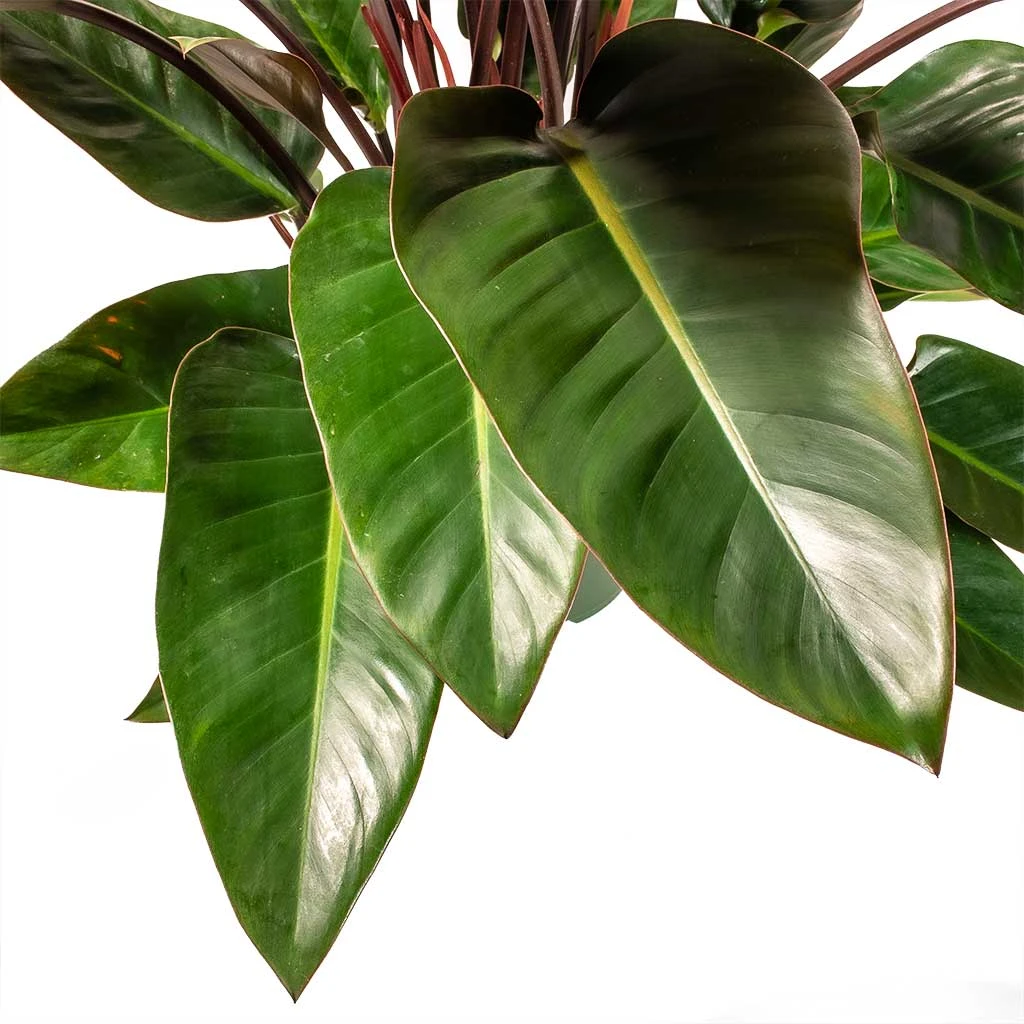 Philodendron Red Beauty - Image 4