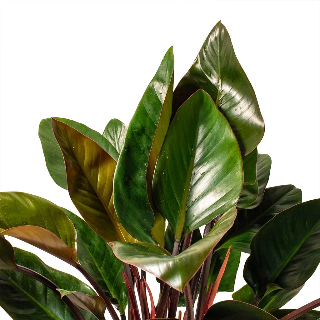 Philodendron Red Beauty - Image 2