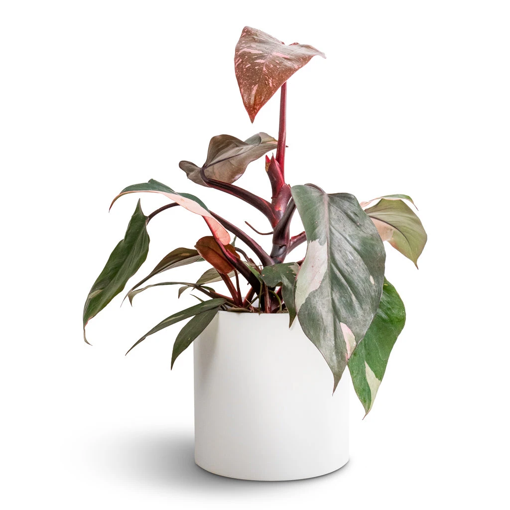 Puk Essentials Planter - Matt White - Image 7