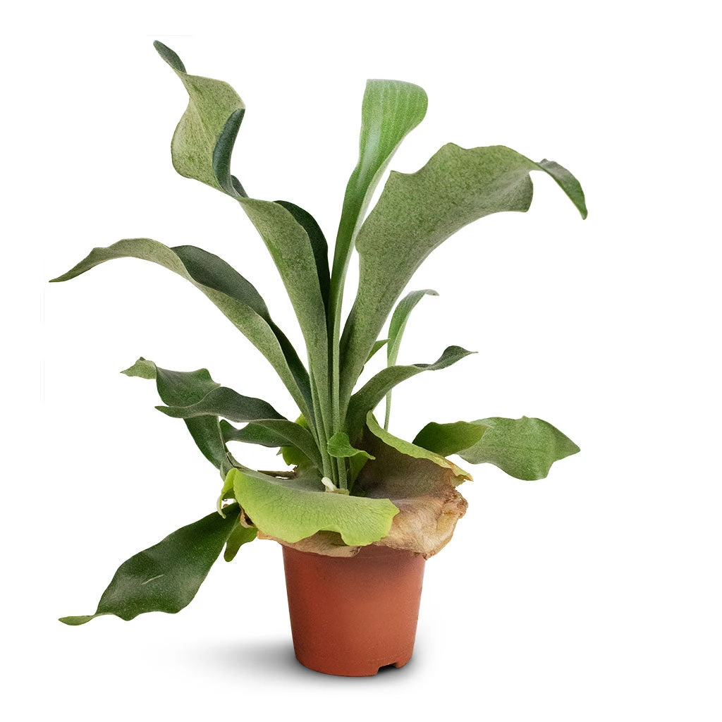 Platycerium Bifurcatum - Common Staghorn Fern - Image 3