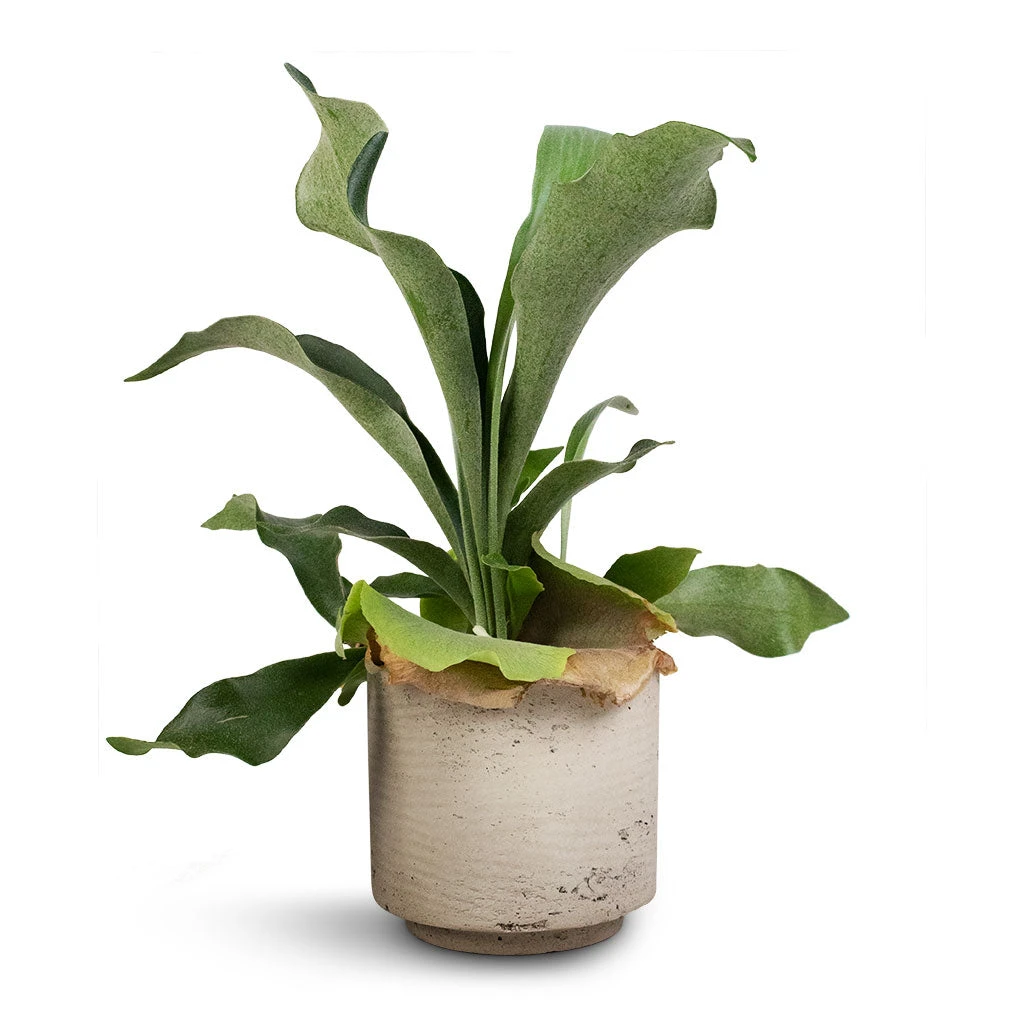 Platycerium Bifurcatum - Common Staghorn Fern - Image 4
