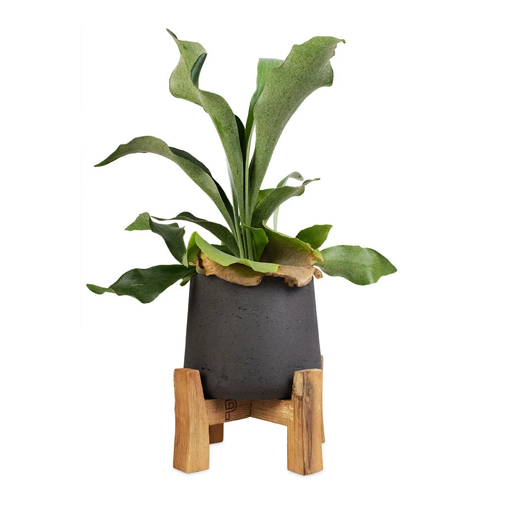 Platycerium Bifurcatum - Common Staghorn Fern - Image 15