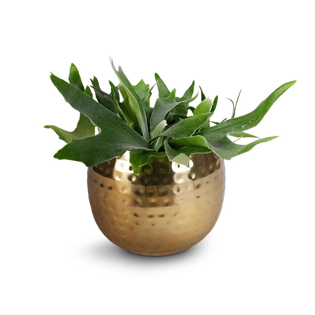 Platycerium Bifurcatum - Common Staghorn Fern - Image 16