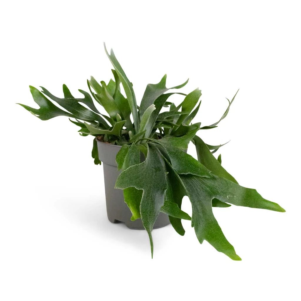 Platycerium Bifurcatum - Common Staghorn Fern - Image 6