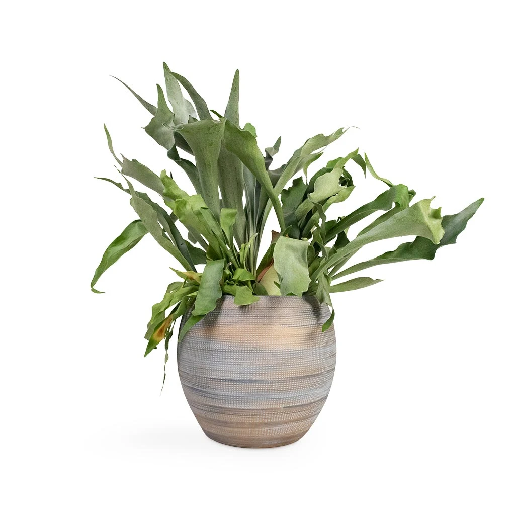 Platycerium Bifurcatum - Common Staghorn Fern - Image 7