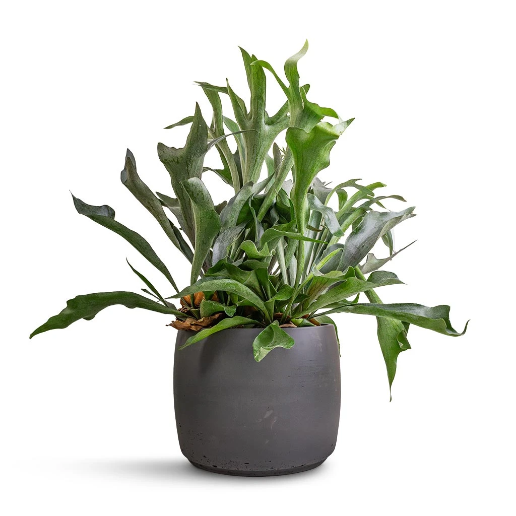 Platycerium Bifurcatum - Common Staghorn Fern - Image 9