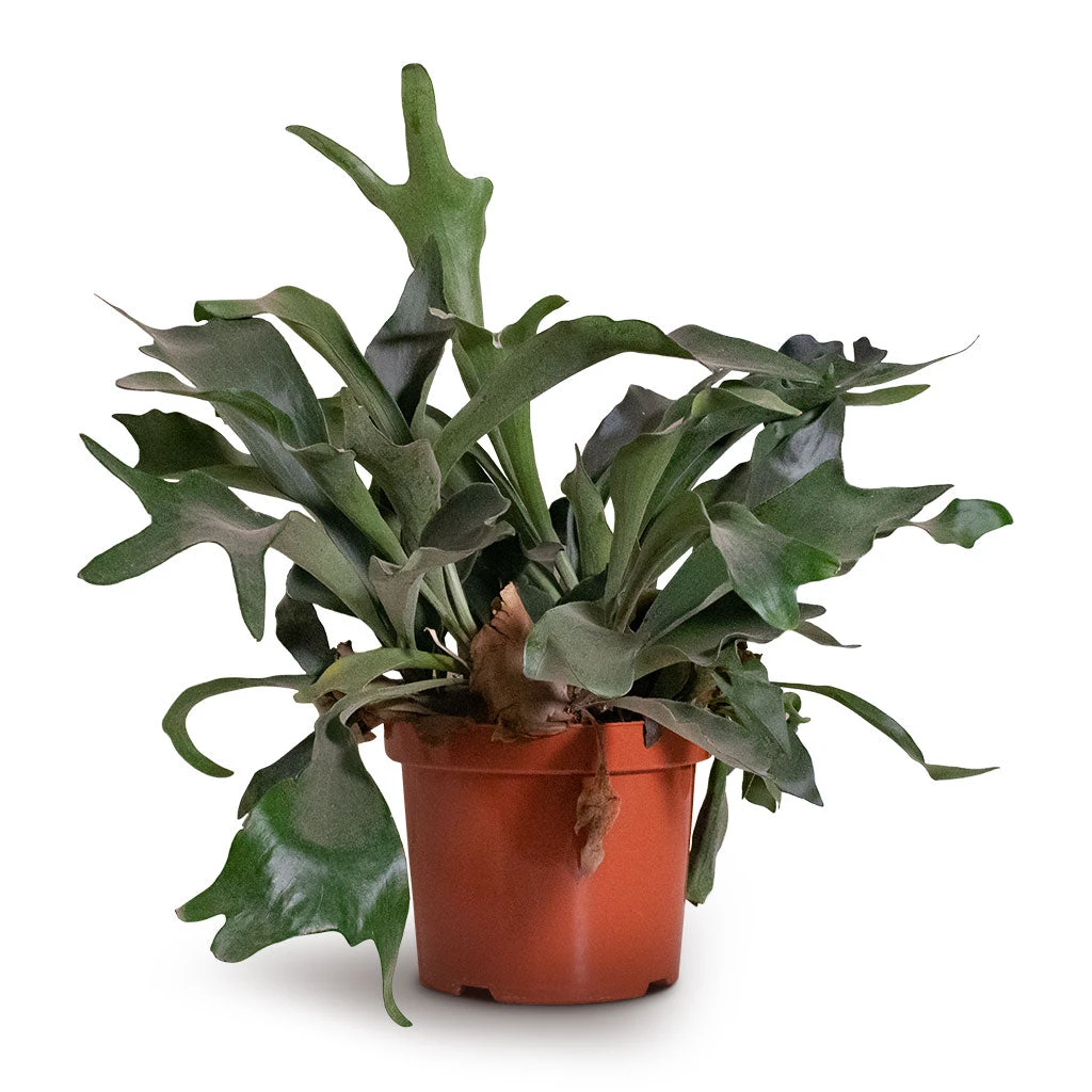 Platycerium Bifurcatum - Common Staghorn Fern - Image 8