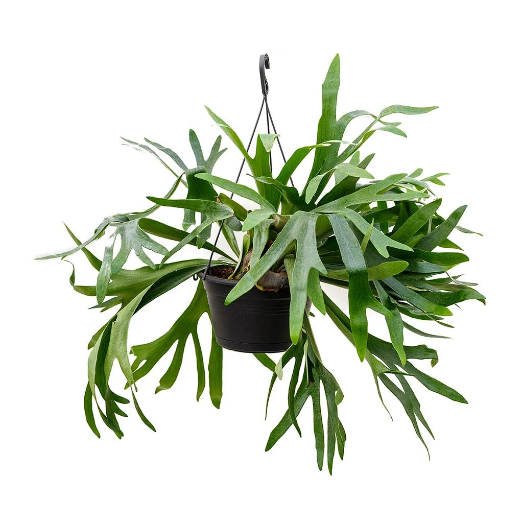 Platycerium Bifurcatum - Common Staghorn Fern - Image 14