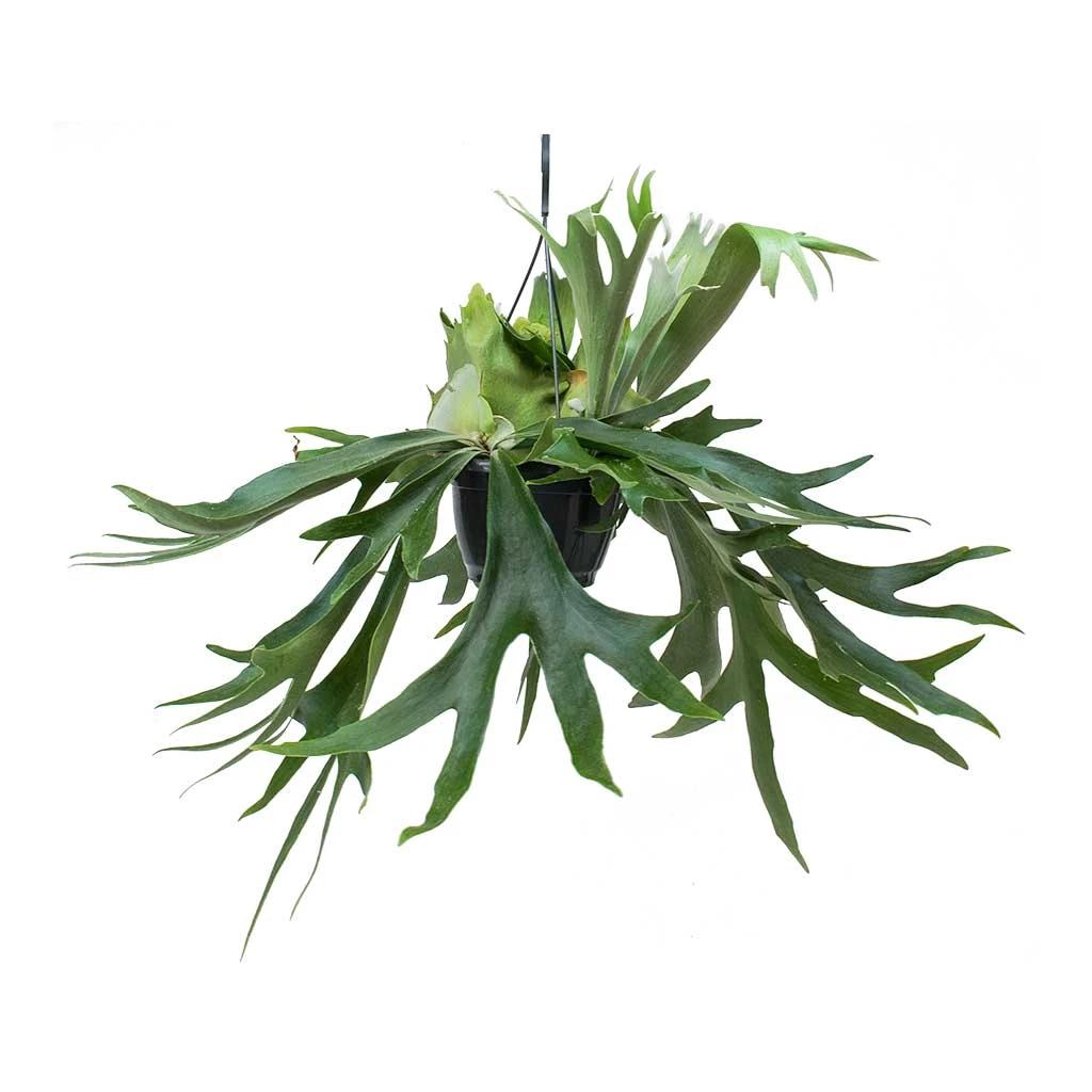 Platycerium Bifurcatum - Common Staghorn Fern - Image 12