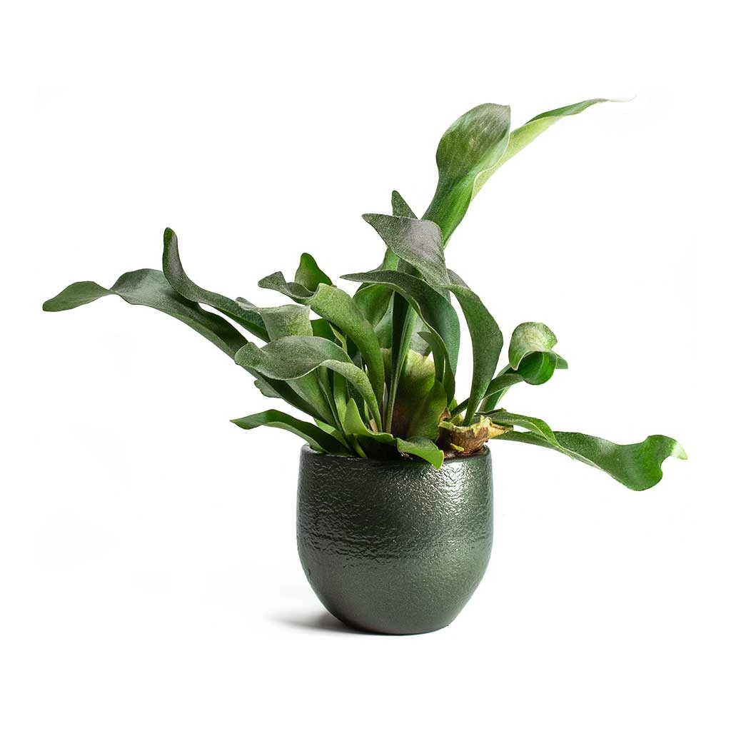 Platycerium Bifurcatum - Common Staghorn Fern - Image 13