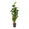 Polyscias Roble - Aralia - HydroCare