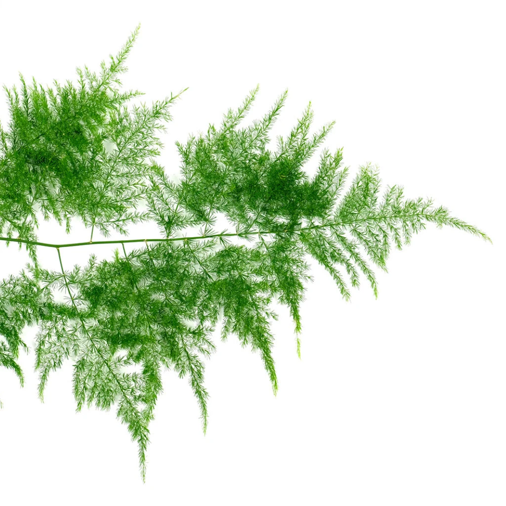 Asparagus Setaceus - Lace Fern - Image 2
