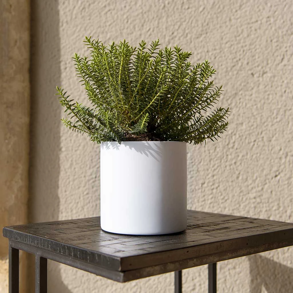 Puk Essentials Planter - Matt White - Image 2