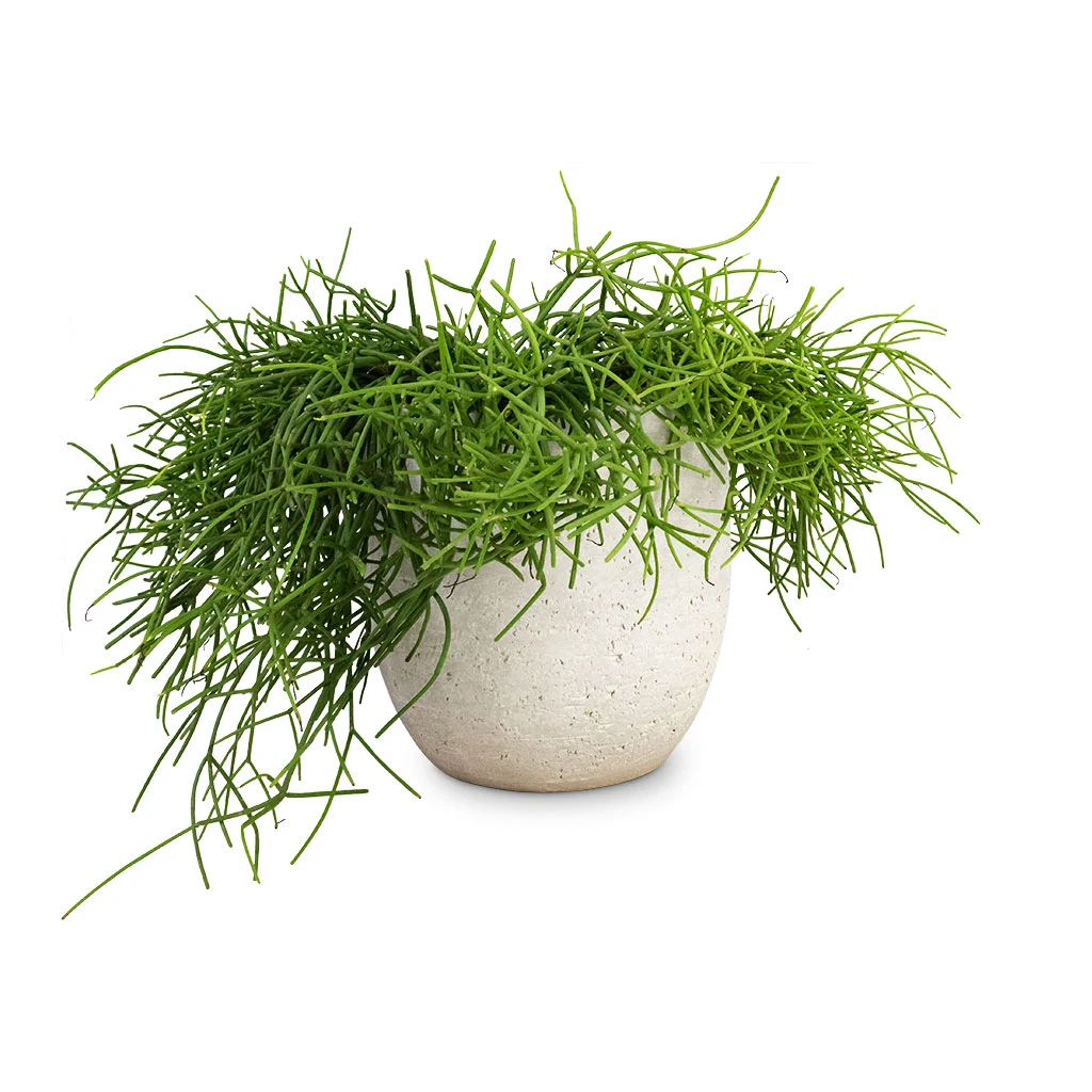 Rhipsalis Heteroclada - Mistletoe Cactus - Image 3