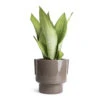 Sansevieria Trifasciata Moonshine - Snake Plant