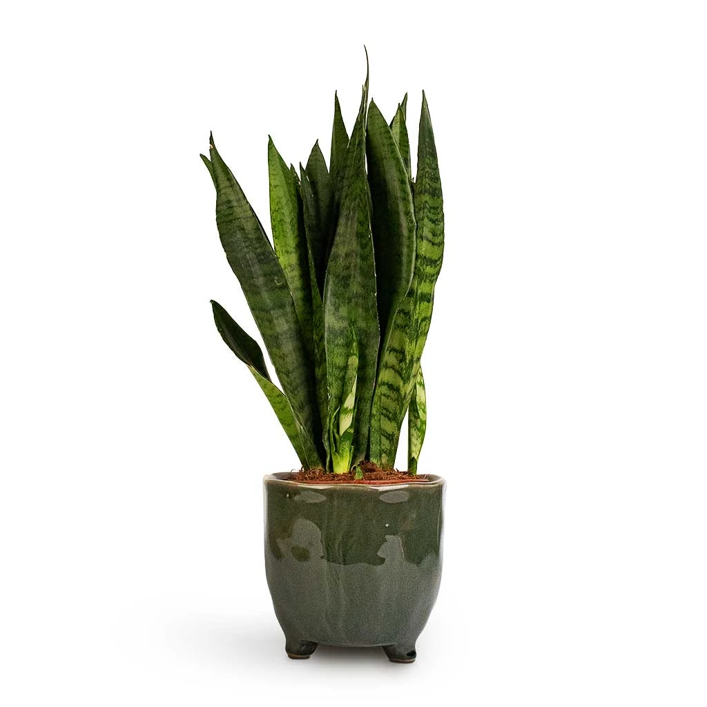 Sansevieria Zeylanica - Snake Plant - Image 12