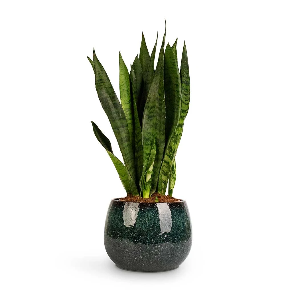 Sansevieria Zeylanica - Snake Plant - Image 17