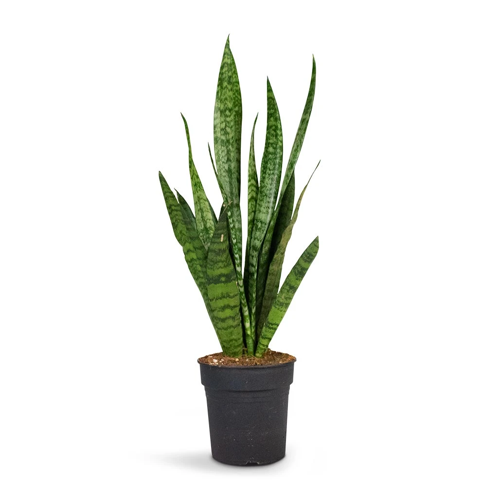 Sansevieria Zeylanica - Snake Plant - Image 9