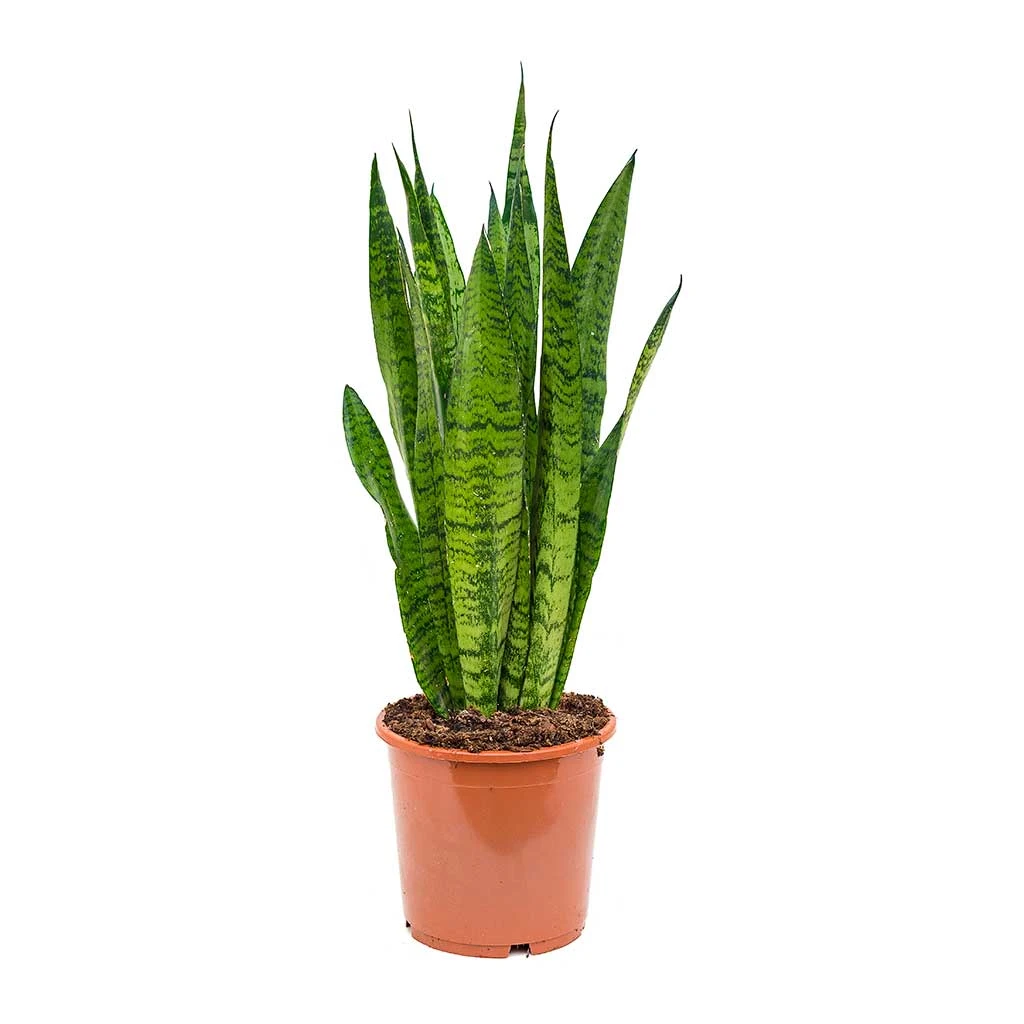 Sansevieria Zeylanica - Snake Plant - Image 11