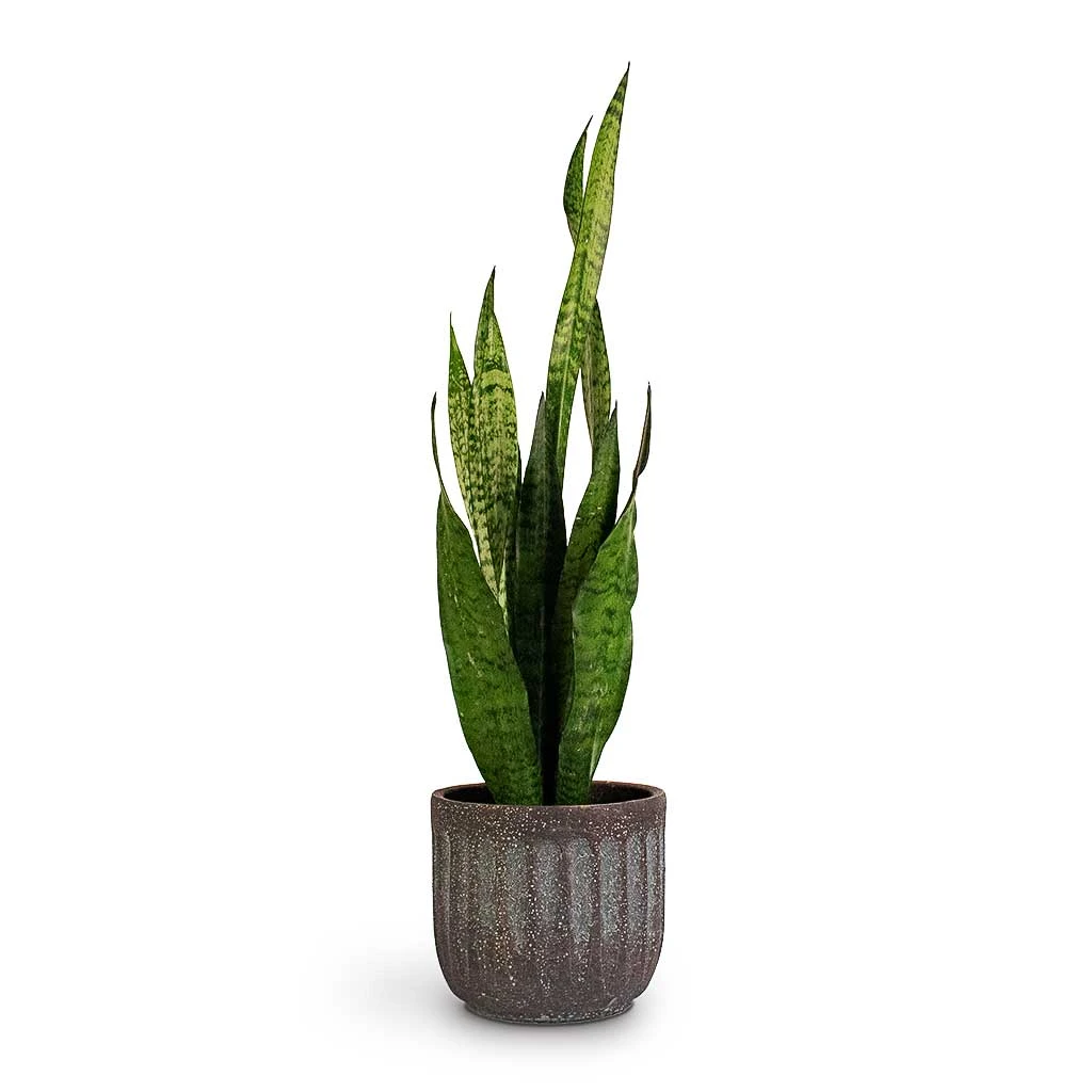 Sansevieria Zeylanica - Snake Plant