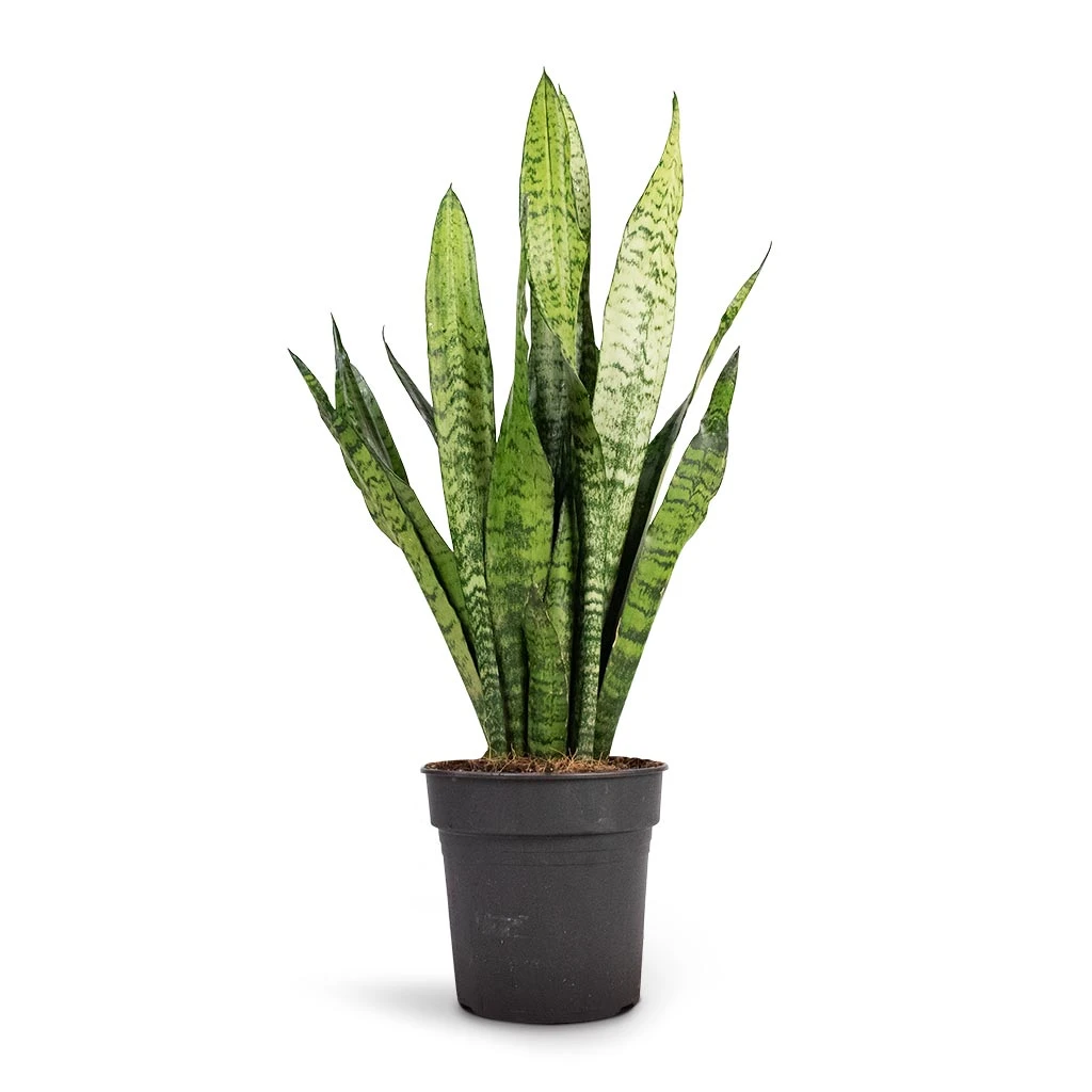 Sansevieria Zeylanica - Snake Plant - Image 7