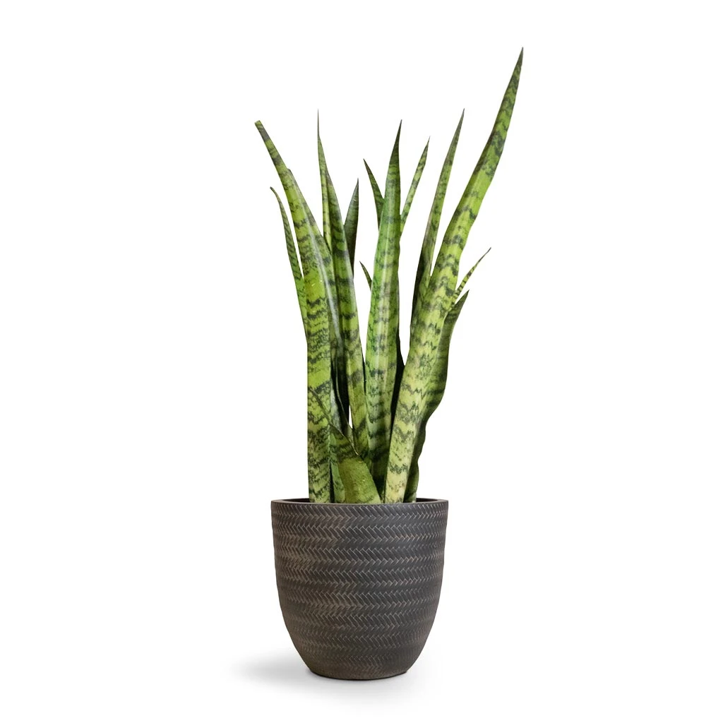 Sansevieria Zeylanica - Snake Plant - Image 8