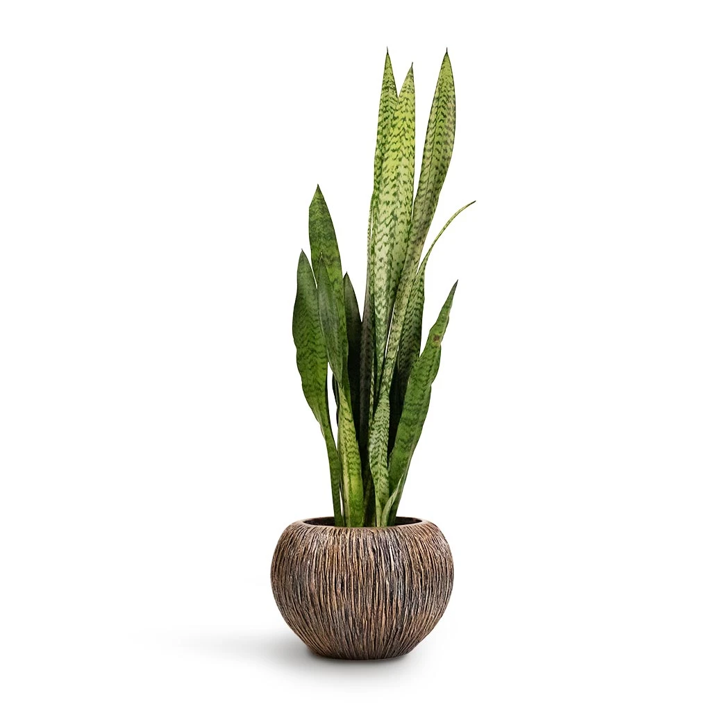 Sansevieria Zeylanica - Snake Plant - Image 5