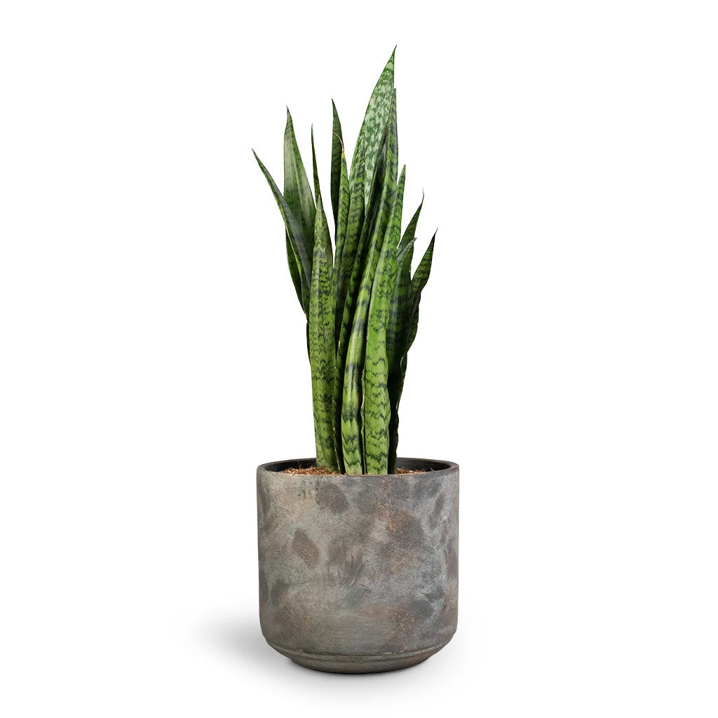 Sansevieria Zeylanica - Snake Plant - Image 15