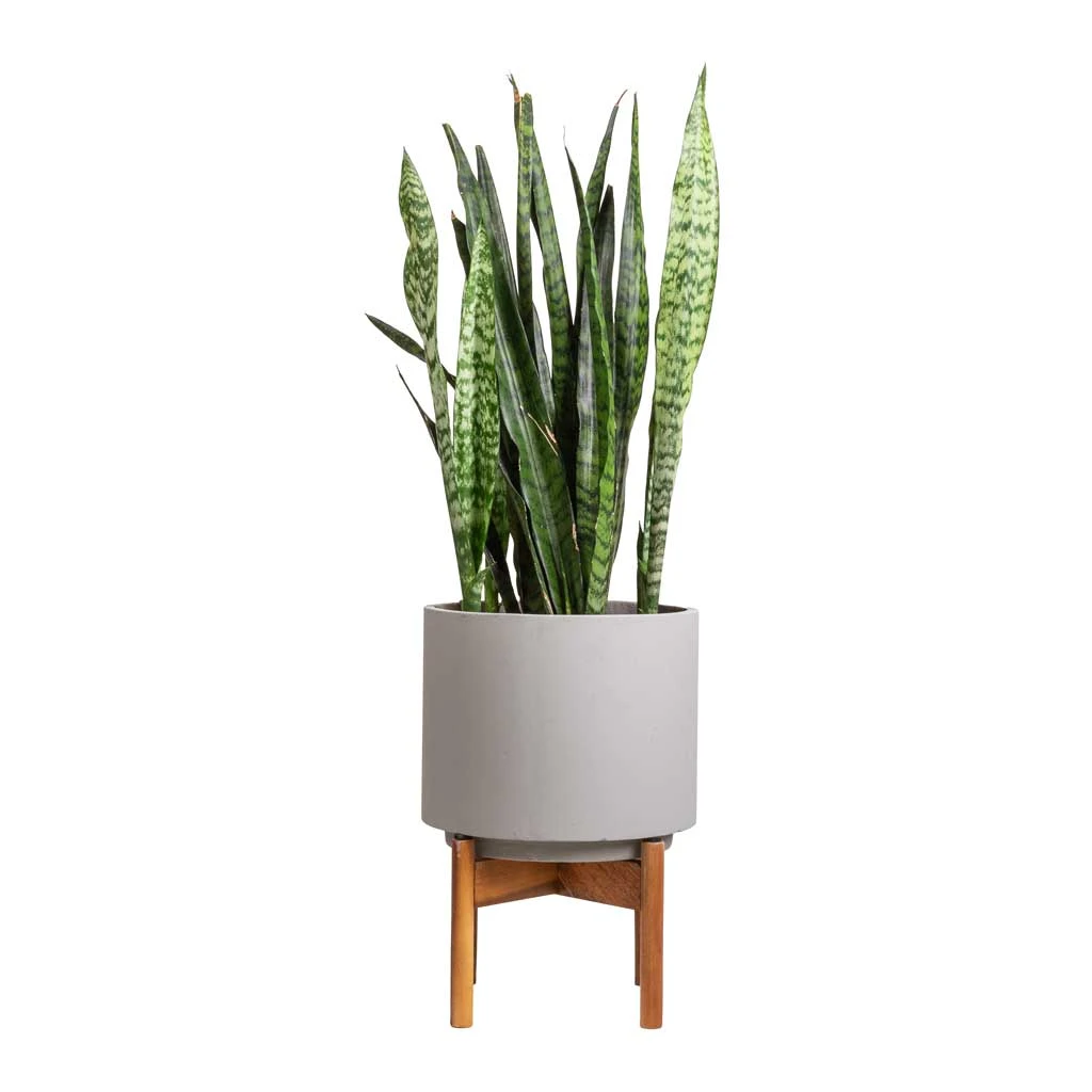 Sansevieria Zeylanica - Snake Plant - Image 19
